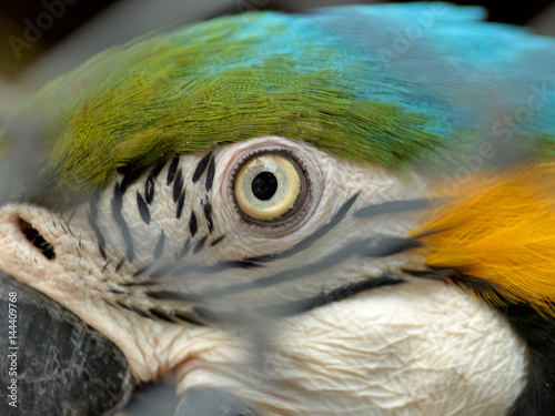Closeup eye of macaw parrot. Wildlife and rain forest exotic tropical birds as popular pet breeds.