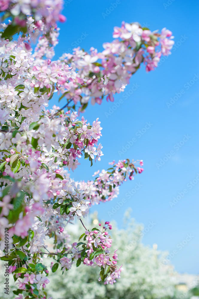 Apple blossom over nature background, beautiful spring flower Apple blossom over nature background, beautiful spring flower