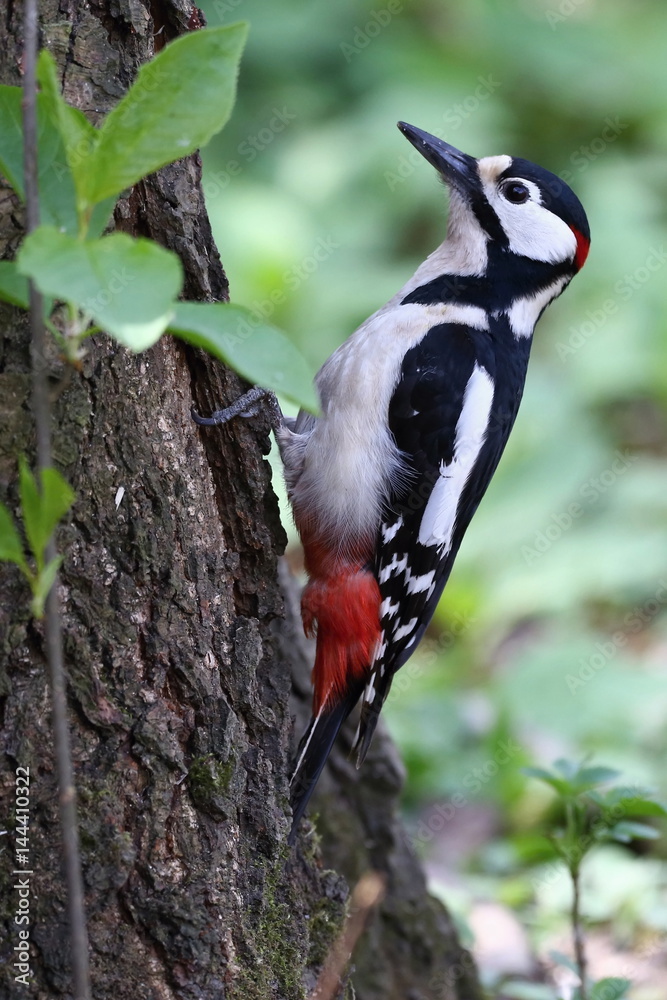 Dendrocopos major, Great spotted woodpecker . Great spotted woodpecker walking on a tree, looking for food.. Wildlife. Europe Country Slovakia.