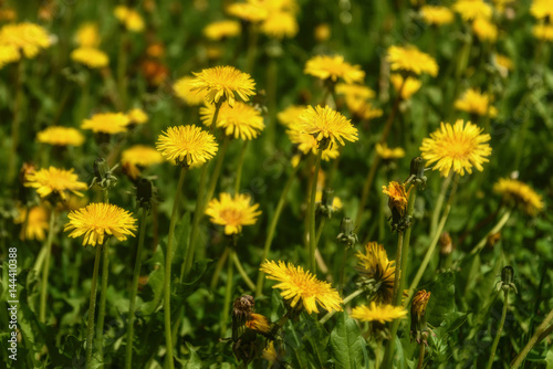 dandelion flowers meadow yellow