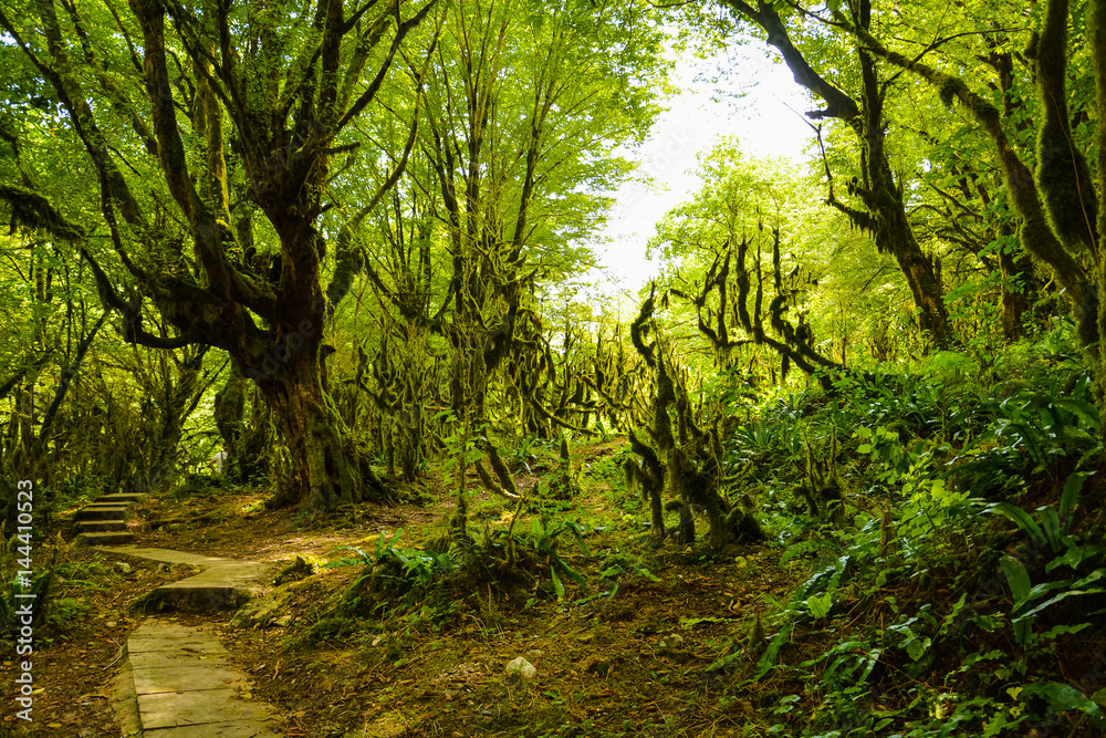 The path in a dense dark overgrown forest on a summer day