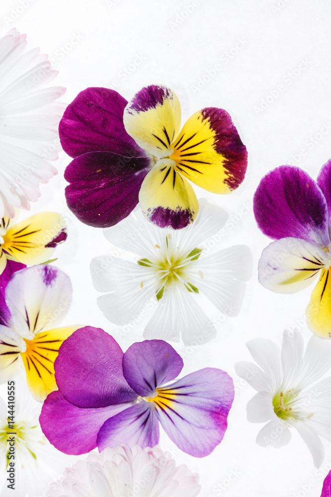 pansies flowers pansies flowers
