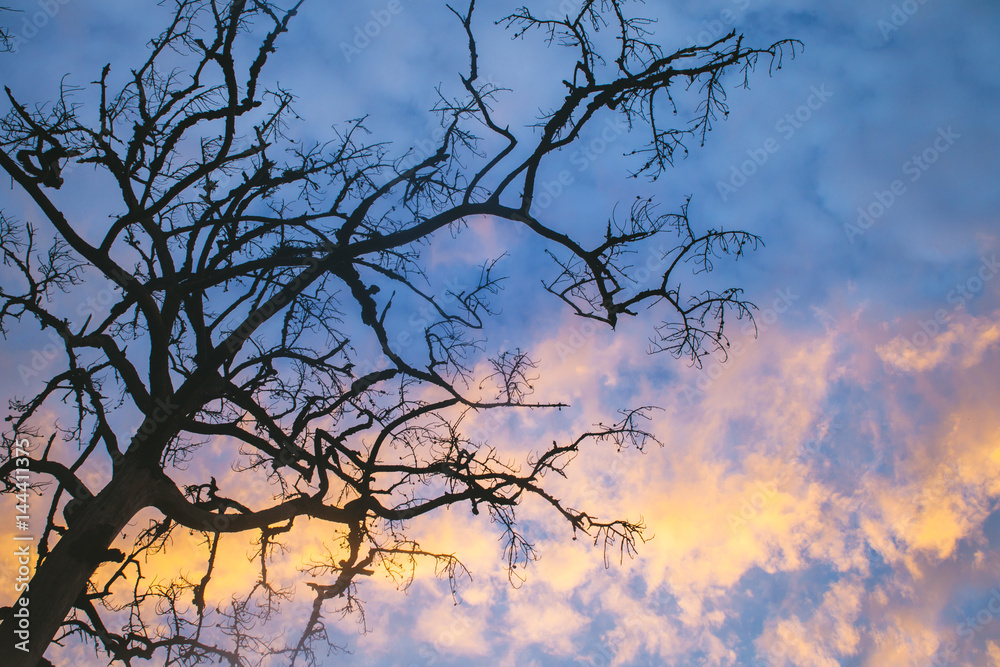 Tree branches with sky in sunrise Tree branches with sky in sunrise