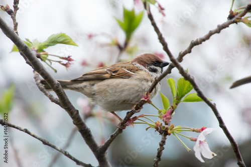 Sparrow sits in Cherry Blossoms