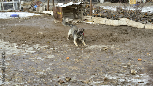 dog is barking in a country house front yard in middle anatolia, in Eskisehir, Turkey 