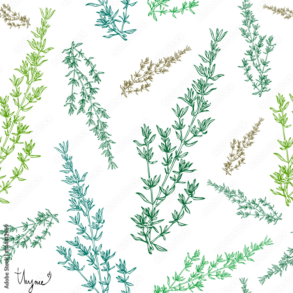 Naklejka premium thyme plant seamless pattern