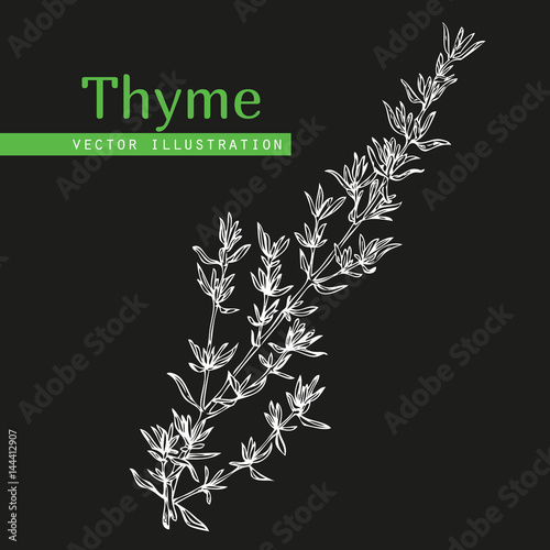 thyme plant on black