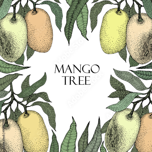 Mango tree vintage design template. Botanical mango fruit frame. Engraved mango. Vector illustration