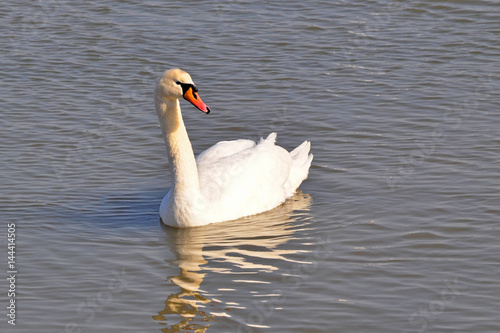 Beautiful swan in Danube river in Belgrade, Serbia , Serbia. Swan with reflection in water