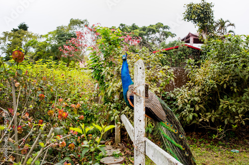 The peacock in the ranch.