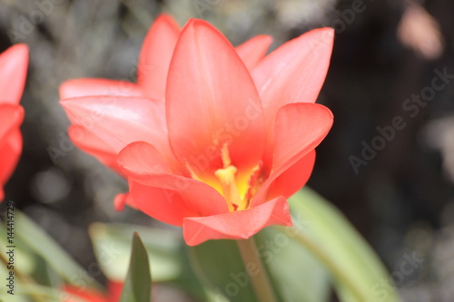 flowers red tulips in spring