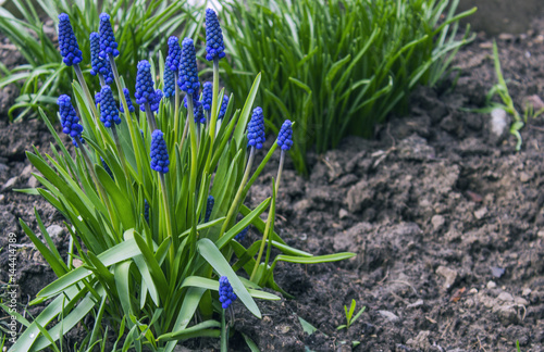 Grape hyacinth decorative Muscari flowers at spring time