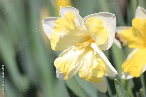 yellow Narcissus flower in spring