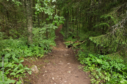 Nature hiking trail