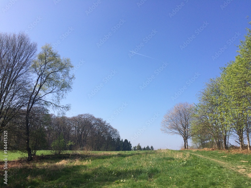 Fototapeta premium Wiese am Waldrand