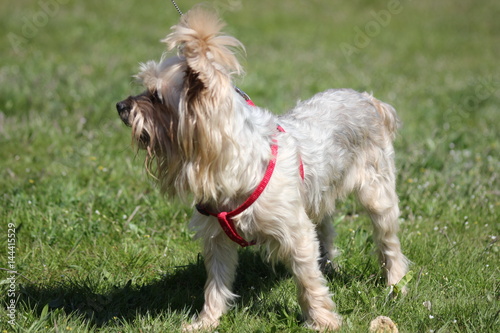 dog Yorkshire Terrier on a green lawn