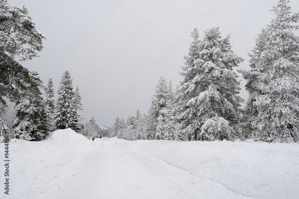Fototapeta premium Road through a Winter Wonderland