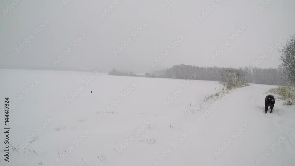 Chocolate brown Labrador walking in the deep snow in winter Chocolate brown Labrador walking in the deep snow in winter
