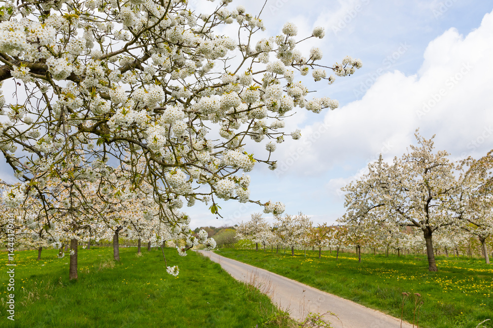 Kirschblüte in Wiesbaden-Frauenstein. April 2017. Kirschblüte in Wiesbaden-Frauenstein. April 2017.