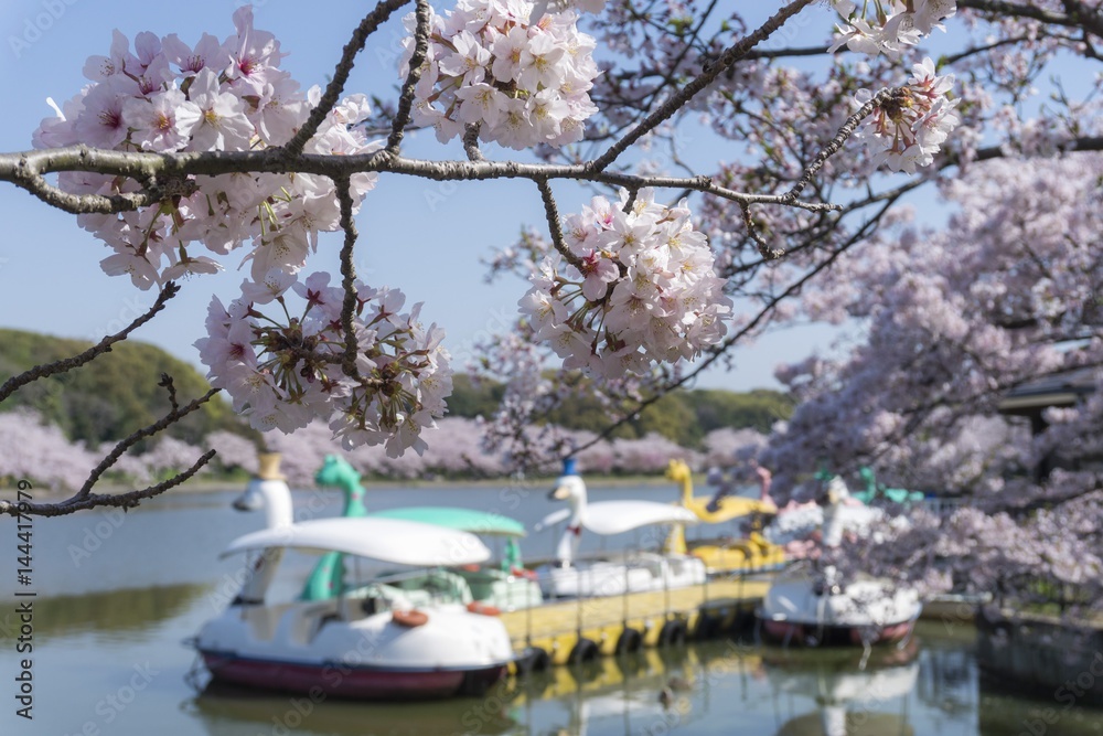 Naklejka premium 桜とスワンボート