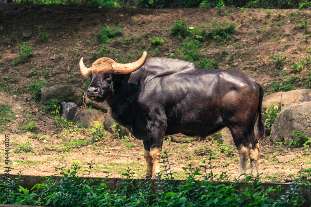 A large bull with big horn standing and looking around. A large bull with big horn standing and looking around.