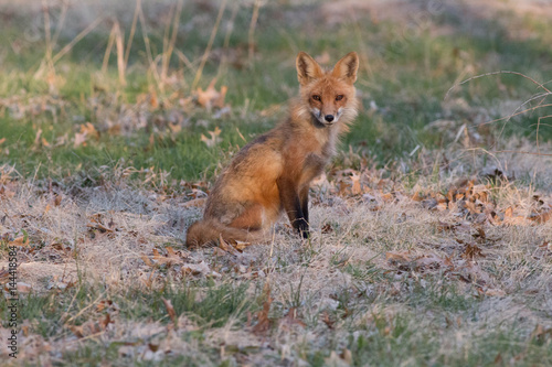 Red Fox © Larry