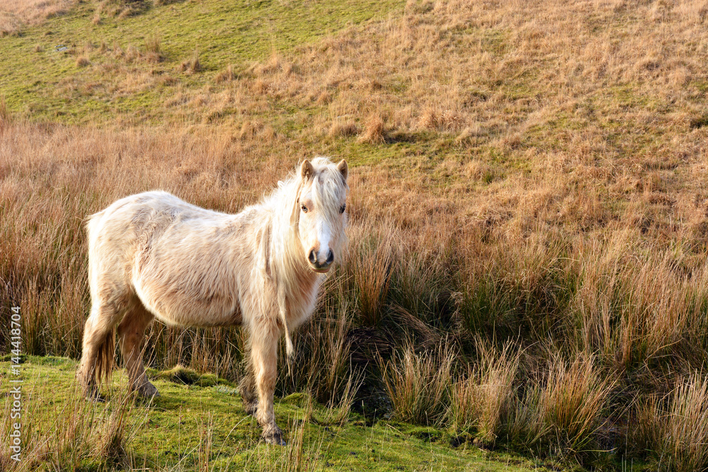 Welsh Pony on the Black Mountain, Carmarthenshire, Wales. Welsh Pony on the Black Mountain, Carmarthenshire, Wales.