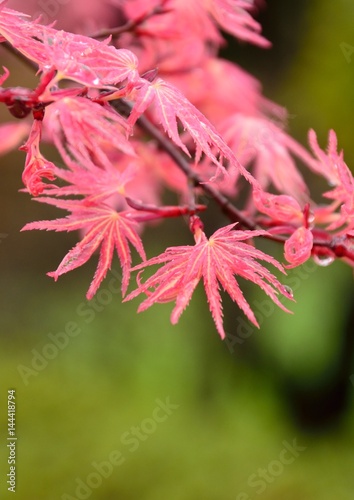 Japanese maple buds, flowers and new leaves in spring