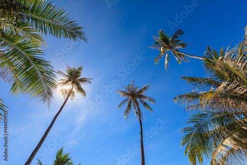 Group of very tall coconut tree grow to the clear blue sky with sunlight shine through.