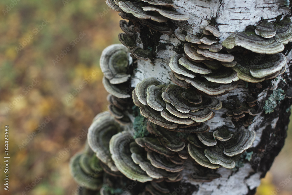 The trunk of a birch tree covered with mushroom.