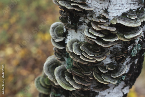 The trunk of a birch tree covered with mushroom. photo