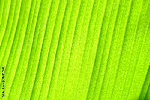 Banana Leaf Background.