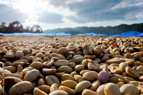 Coffee beans dried in the sun