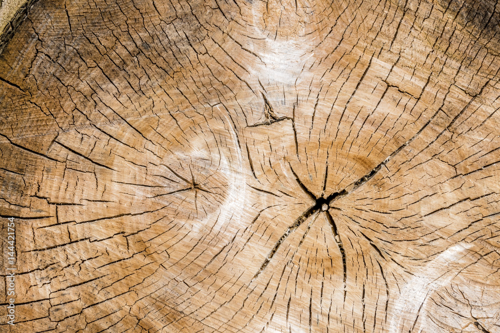 Fototapeta premium Jahresringe auf einem Baumstamm