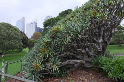 Fototapeta Naklejka Na Ścianę i Meble -  Sydney Botanischer Garten 6