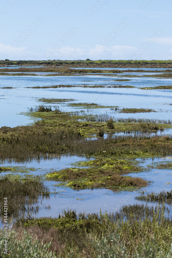 Beautiful marshlands