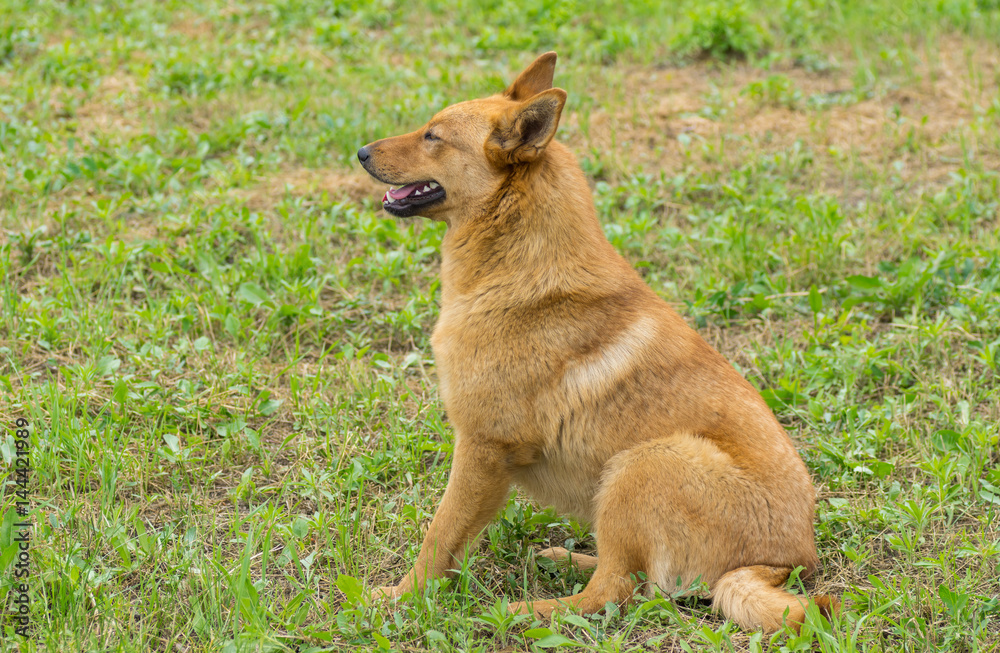 Young hybrid of sheep dog sitting on spring grass Young hybrid of sheep dog sitting on spring grass