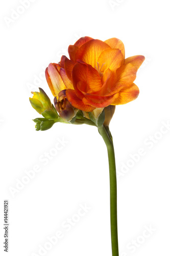 Orange Freesia flower isolated on white background