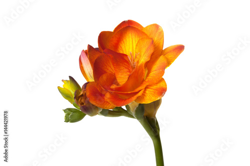 Orange Freesia flower isolated on white background