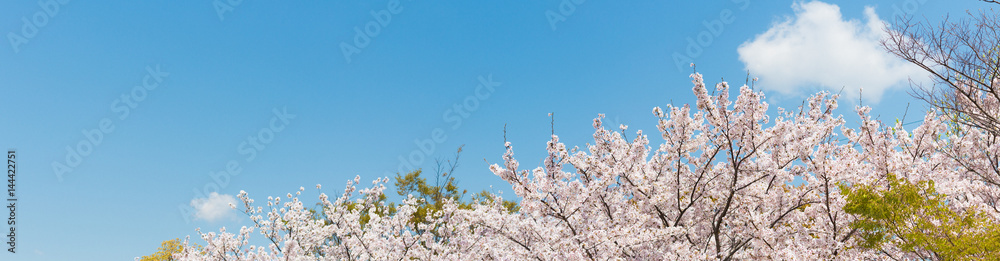 桜の花,春イメージ