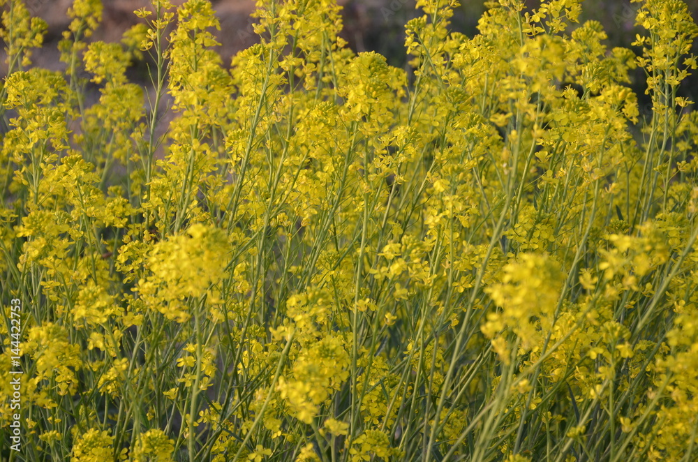 Obraz premium 菜の花 花畑