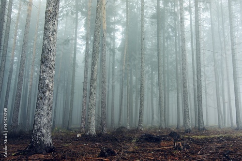 Fototapeta Tajemnicza mgła wśród drzew w lesie jesienią.