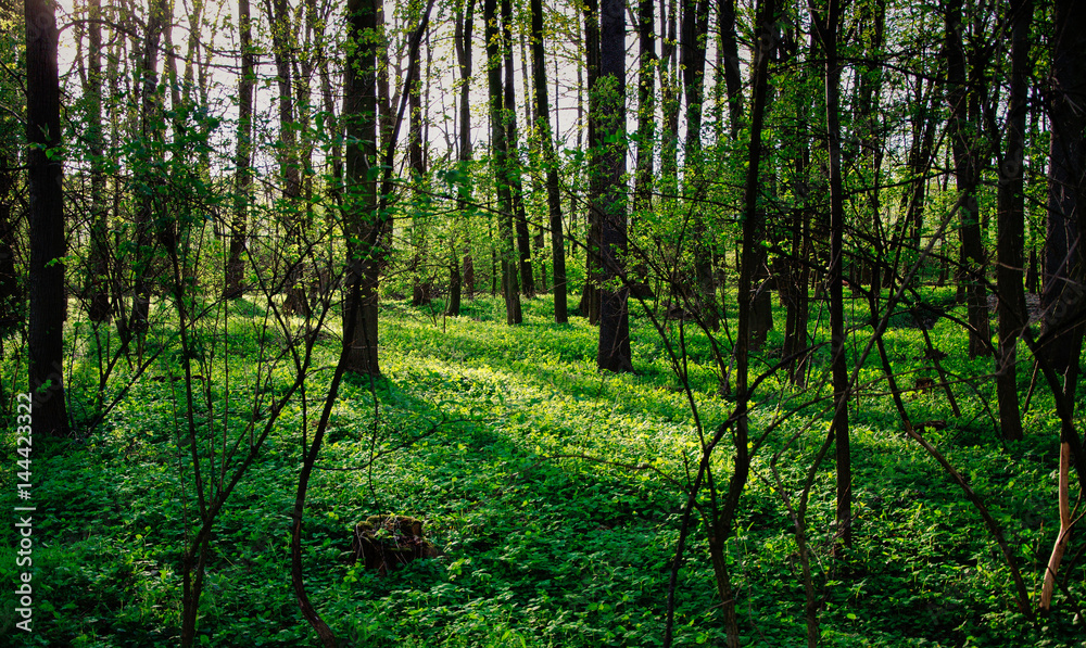 Obraz premium Wild green forest with sunset