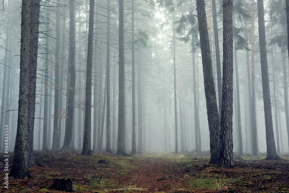 Mysterious fog among the trees in the autumn forest. Mysterious fog among the trees in the autumn forest.