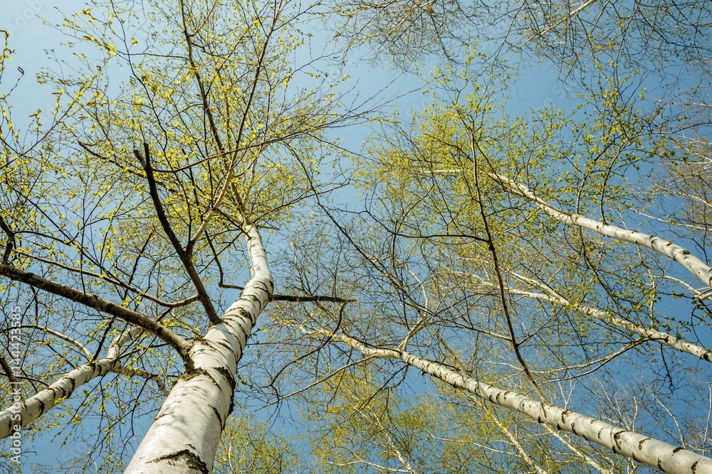 Fototapeta premium Bottom view of birch forest in sunlight in the spring morning. Scenic view.