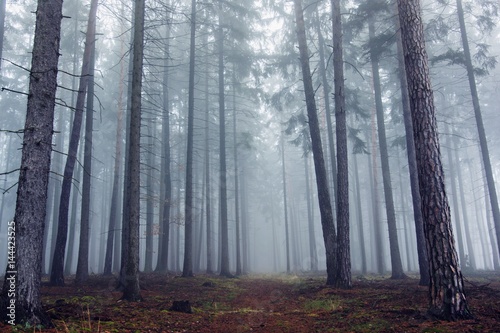 Mysterious fog among the trees in the autumn forest.