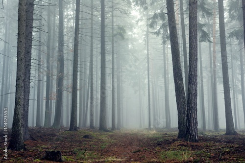 Mysterious fog among the trees in the autumn forest.