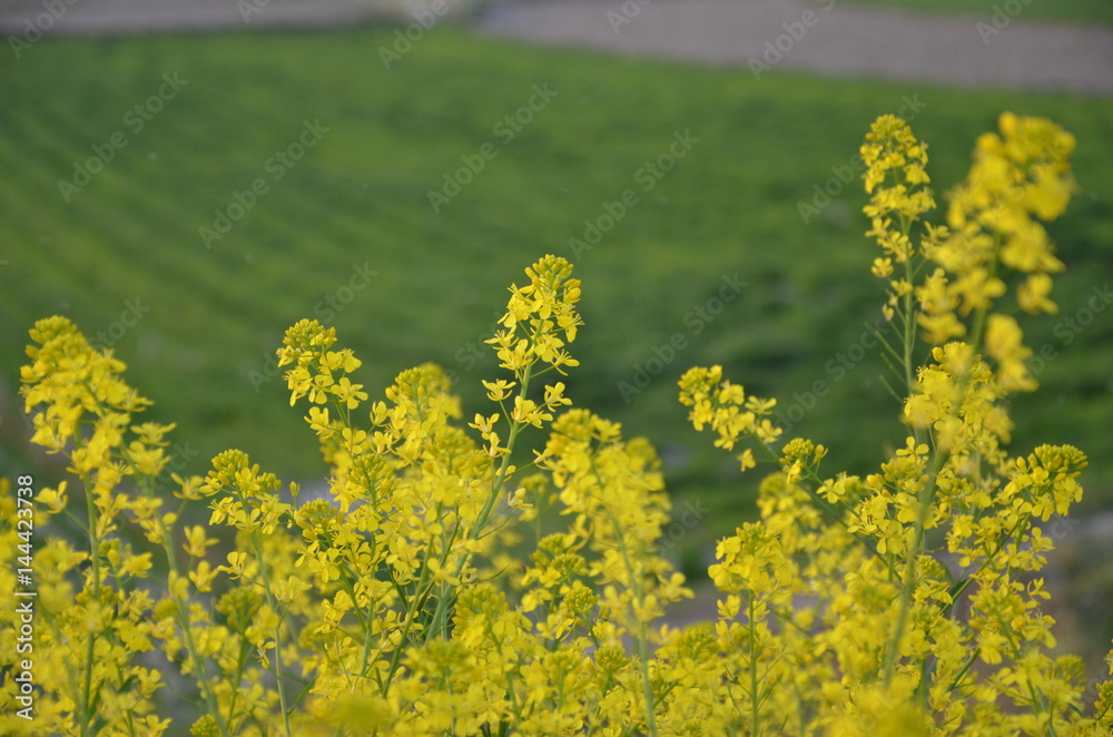 Obraz premium 菜の花 見ごろ