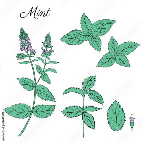Mint branch, leaves and flower isolated on white, Hand drawn vector spicy herbs, Doodle cooking ingredients for design cosmetic, medicine, herbal tea package, beauty salon, natural organic product