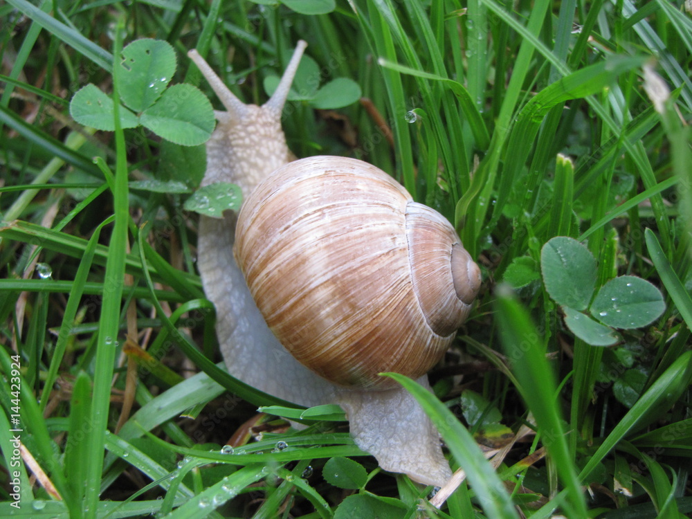 Weinbergschnecke im Garten